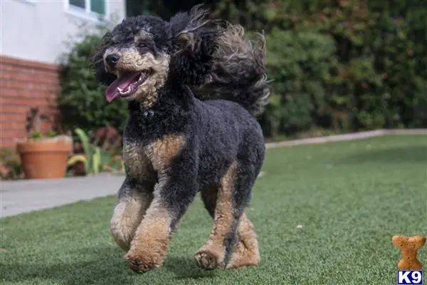 Poodle stud dog